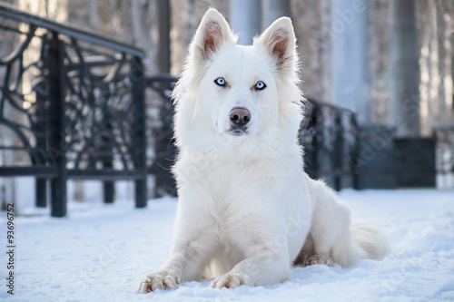 Yakutian laika