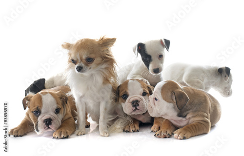 puppies english bulldog and jack russel terrier