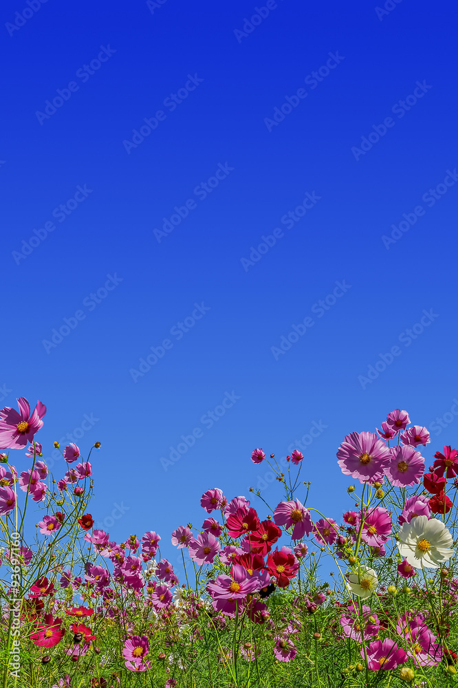 ピンク色と赤色のコスモスの花