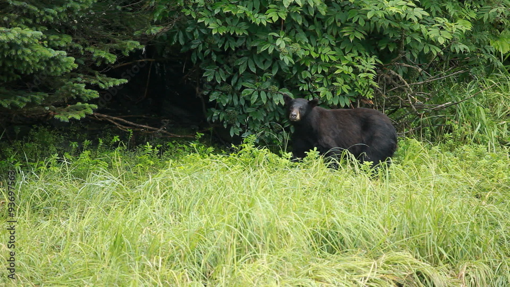 Bear in forest Alaska P HD 8689 Bear in forest Alaska P HD 8689