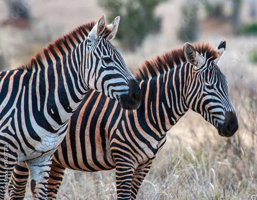 Zebras in Tsavo East National Park, Kenya #93697713