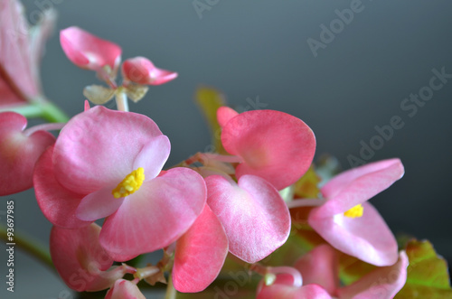 delicate pink flowers of the royal begonia    