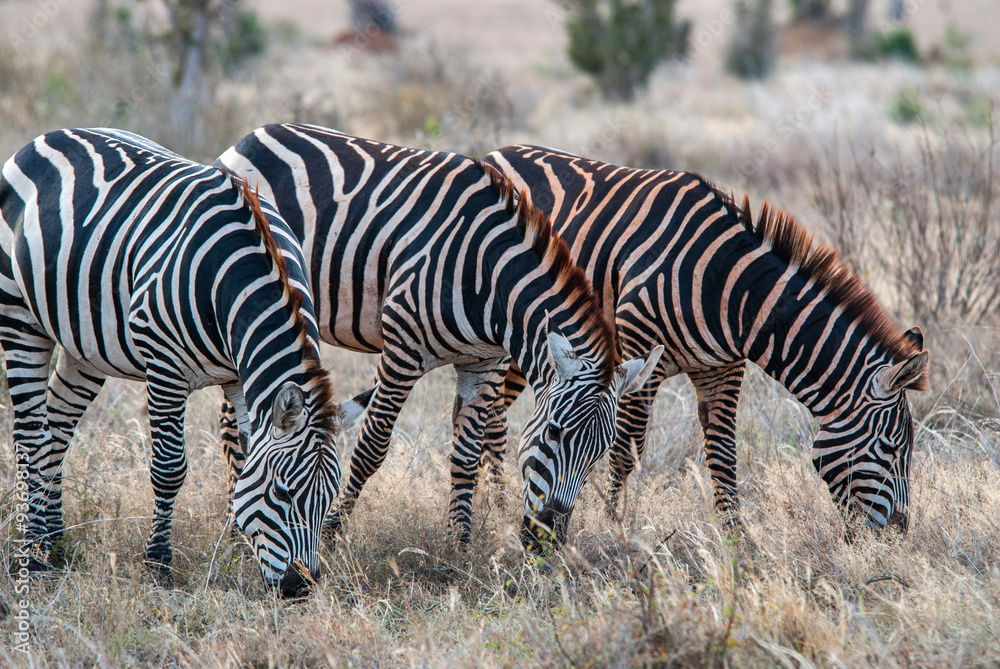 Zebras in Tsavo East National Park, Kenya Zebras in Tsavo East National Park, Kenya