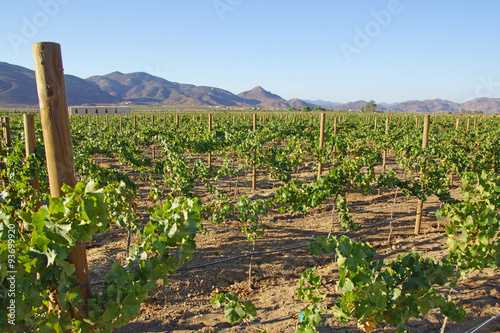 Wine vineyard and grape vines in Ensenada, Mexico