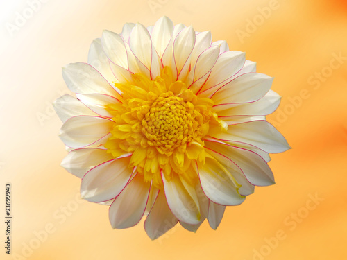 The marigold dahlia in orange background