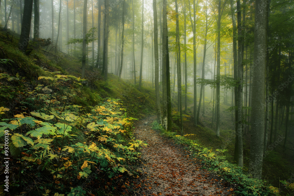 Obraz premium Ścieżka leśna