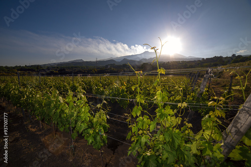 view of a vineyard with Etna volcano in the background
