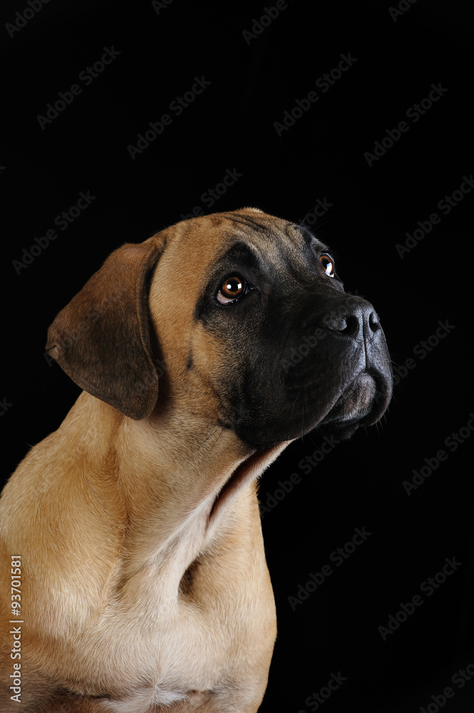 portrait of a Mastiff puppy