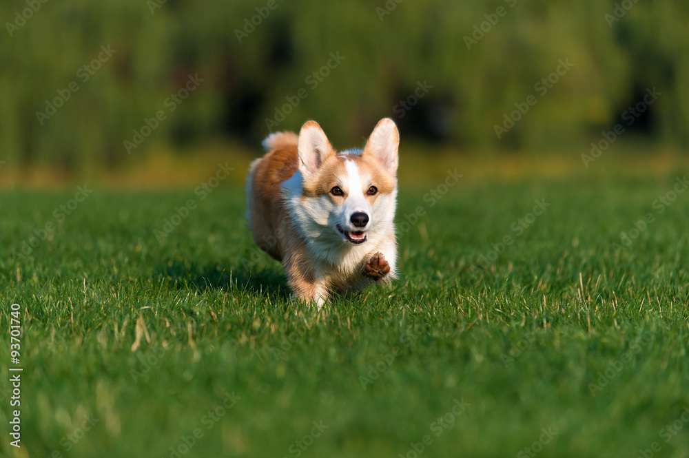 dog Welsh Corgi plays in the Park