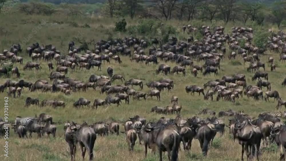 Wildebeest herd grazing during their annual Migration in the Serengeti National Park, Tanzania. Wildebeest herd grazing during their annual Migration in the Serengeti National Park, Tanzania.