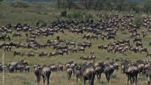 Wildebeest herd grazing during their annual Migration in the Serengeti National Park, Tanzania.