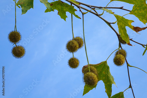 Foto Agregate balls of the seeds of a plane tree