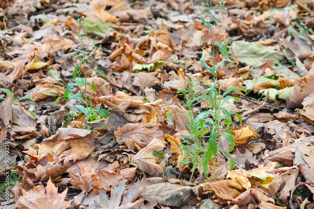 fallen leaves