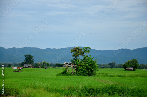 View of landscape of Paddy or rice field and hut