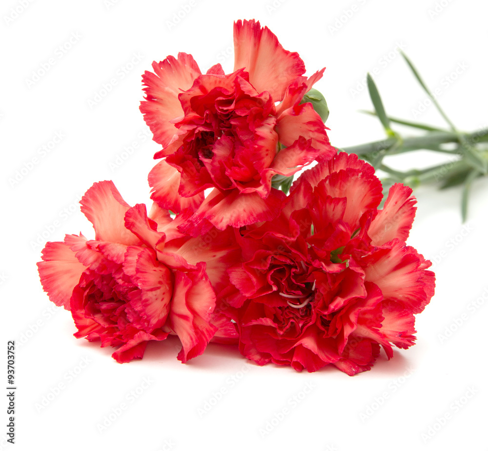 variegated carnation