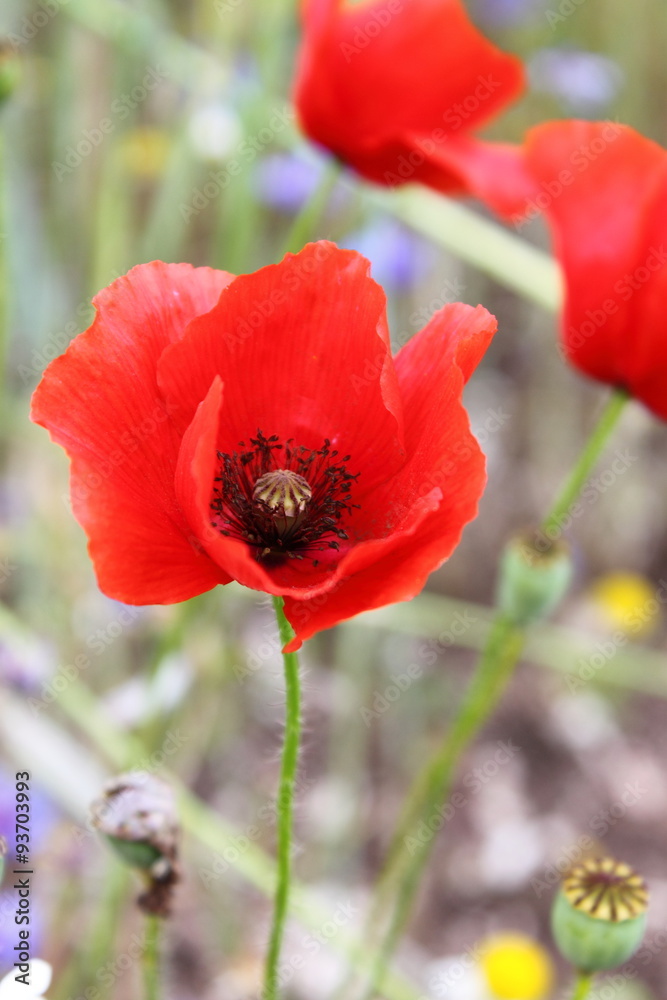 Corn Poppy Flowers Papaver Rhoeas in Spring Corn Poppy Flowers Papaver Rhoeas in Spring