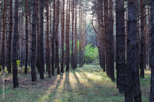 Morning landscape in the coniferous forest.