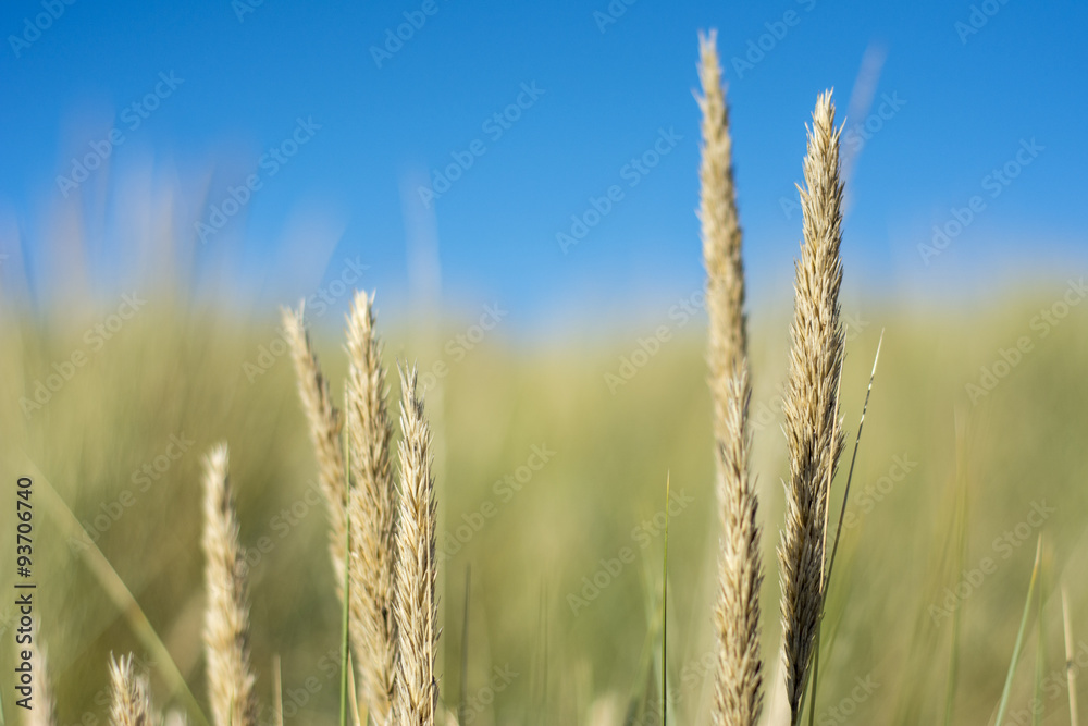 Long reeds growing on sand dunes in the UK