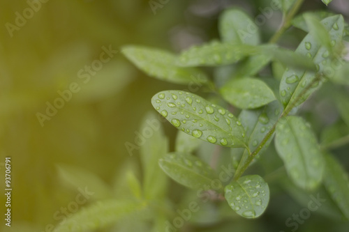 Morning dew Leaves Water drops