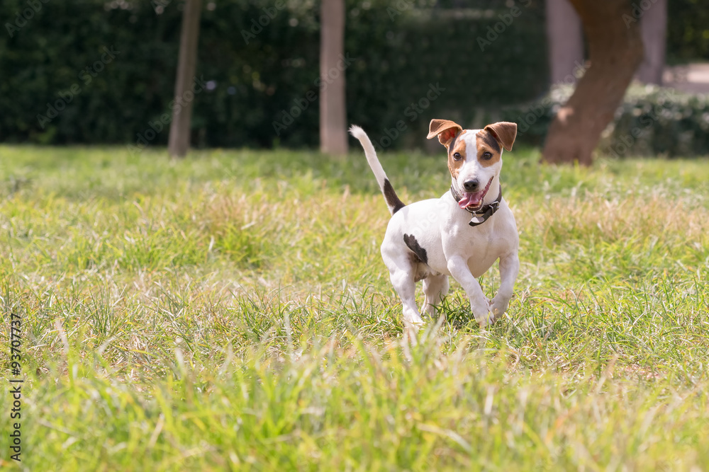 Happy jack russell dog at a park.
