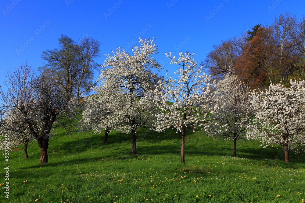Obraz premium Kirschbaumblüte