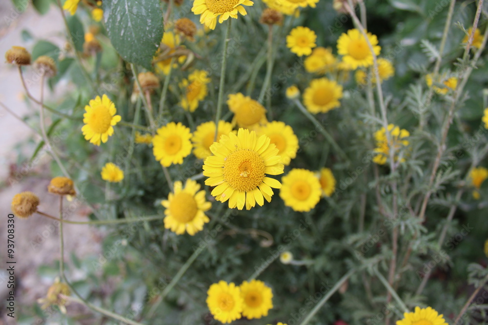 Natural flower background with many small flowers.