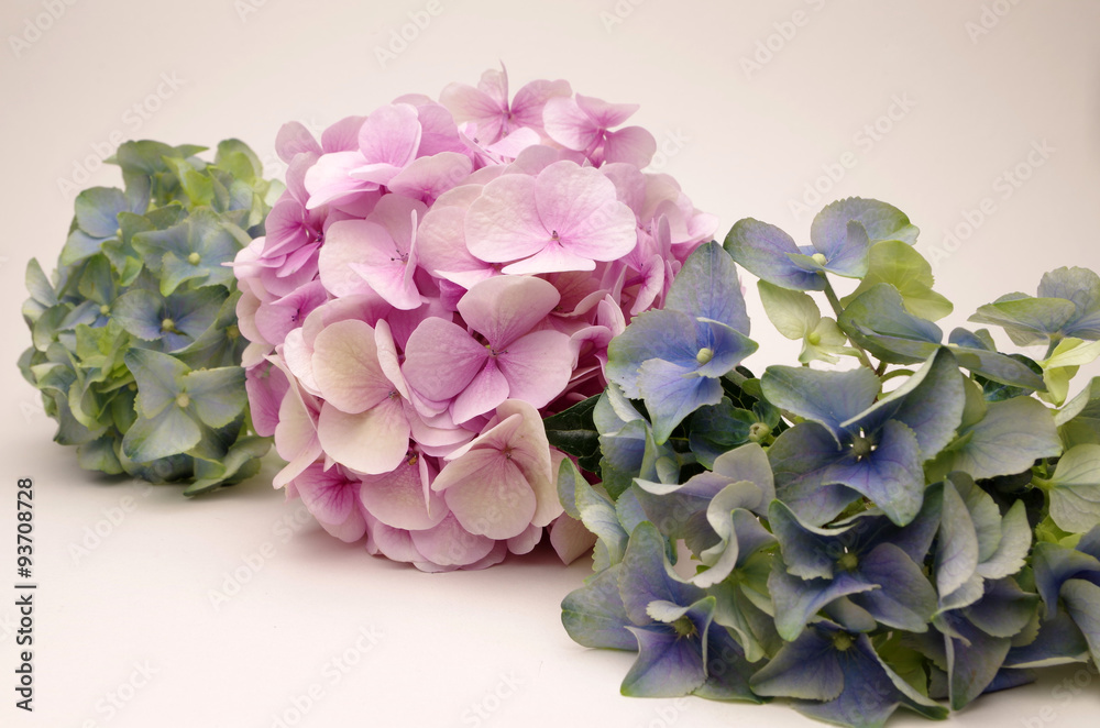 Fototapeta premium hortensien