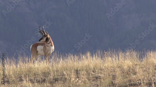 Pronghorn Antelope Buck