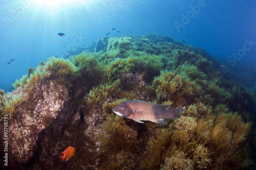 California Sheepshead