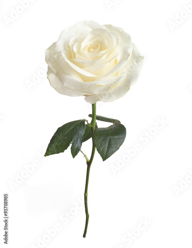 single white rose  isolated  background