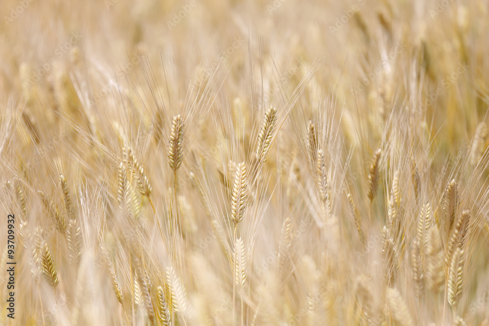 Golden wheat field on sunshine Golden wheat field on sunshine