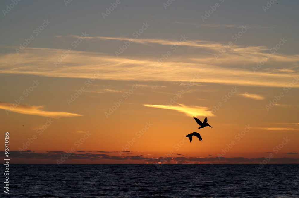 Fototapeta premium Pelikane im Sonnenuntergang, Venice Beach, USA