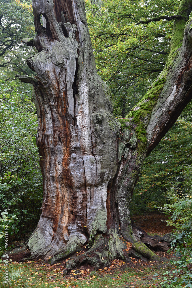 Alter Baum