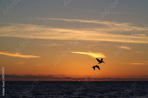 Pelikane im Sonnenuntergang, Venice Beach, USA