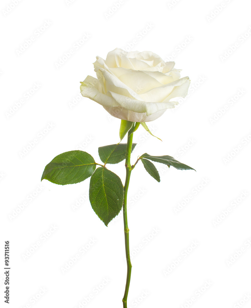 Fototapeta premium single white rose isolated background