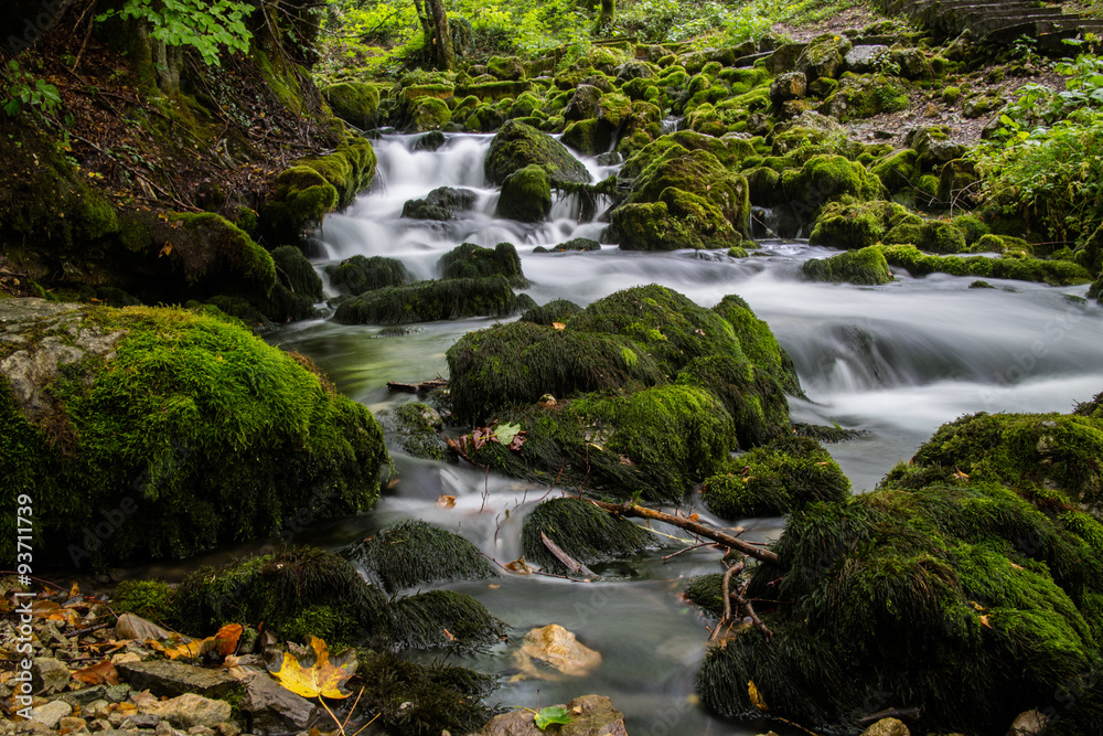 Fototapeta premium stream in the forest