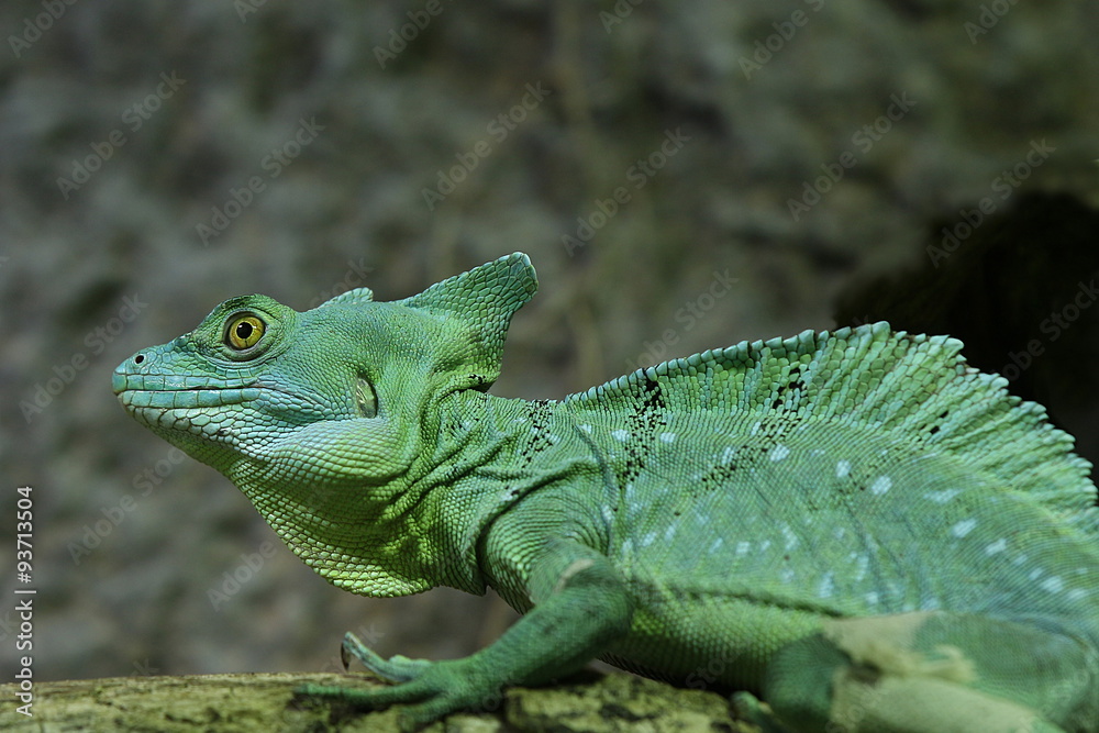 Fototapeta premium Bazyliszek płata czołowego, iguana, iguda