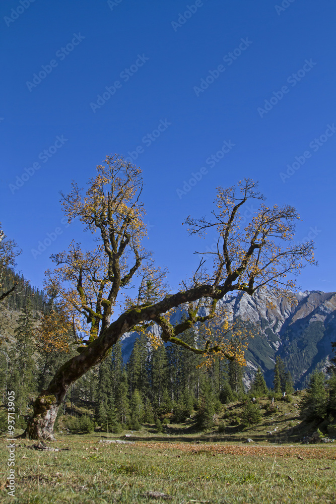 Obraz premium Ahornbaum im Karwendel