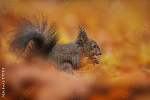 Red squirrel foraging in golden autumn leaves