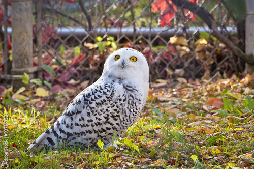 Snowy Owl Looking Up