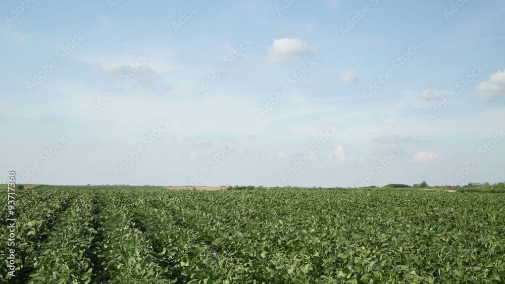 Green soybean field Green soybean field