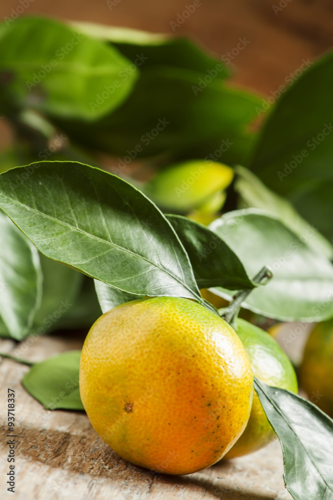 Ripe orange and green tangerines with leaves plucked from the tr