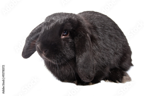 Funny baby rabbit lop on an isolated background