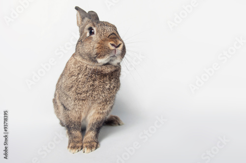 Adorable bunny on a white background