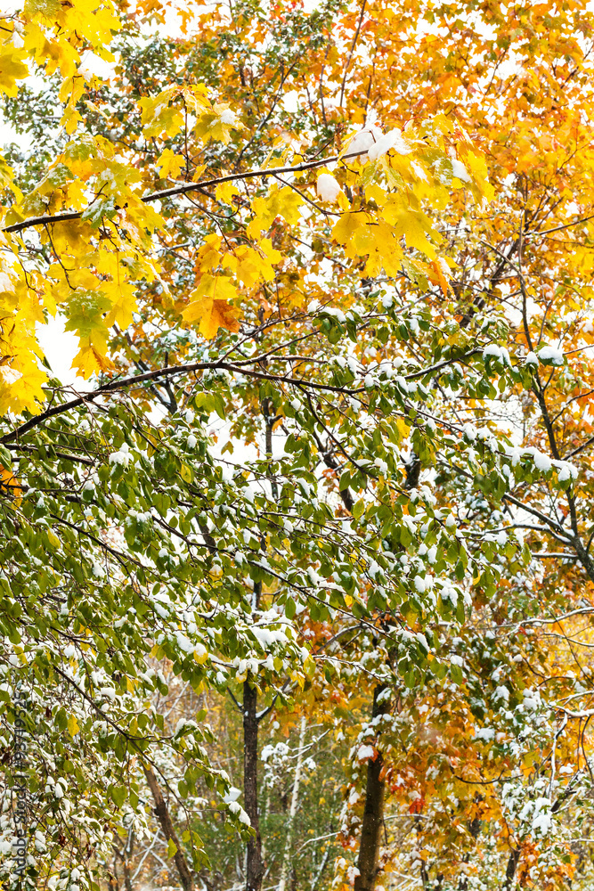 yellow and green leaves under first snow in autumn yellow and green leaves under first snow in autumn