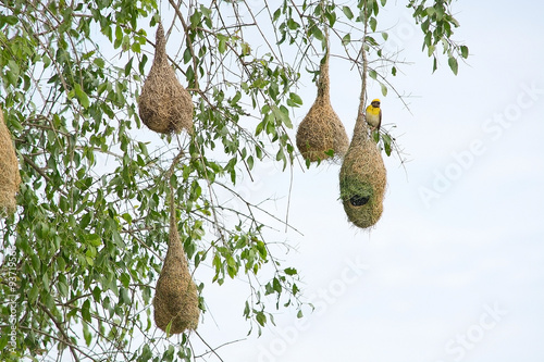 Weaver bird nest hanging from a tree near Indian Ocean in Yala national Park, Sri Lanka in December.