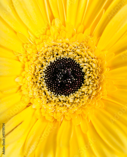 center of yellow gerbera flower close up