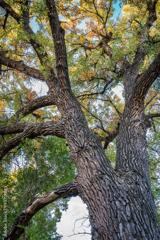 Giant cottonwood tree with fall foliage Giant cottonwood tree with fall foliage