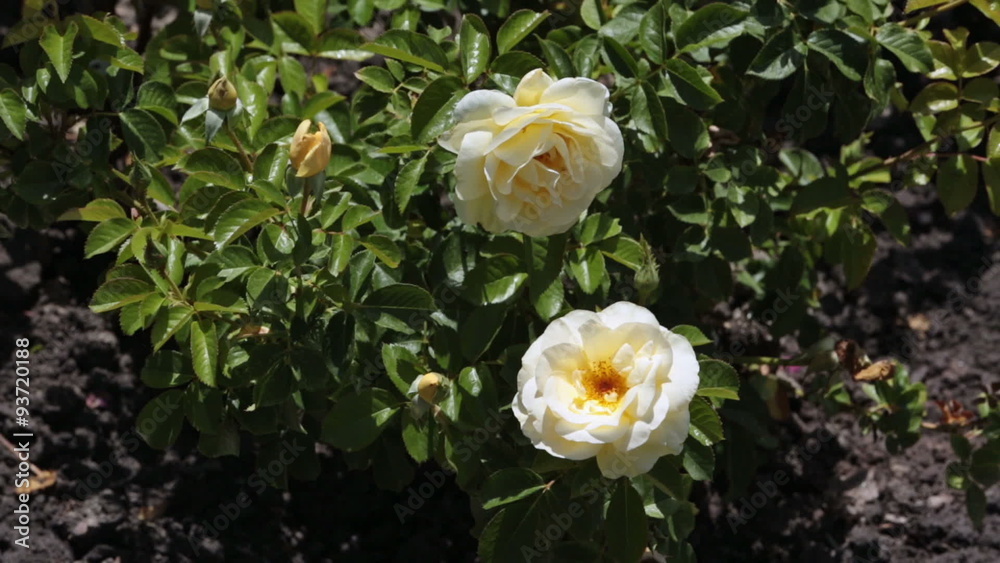 Rose garden yellow beautiful flowers P HD 0364 Rose garden yellow beautiful flowers P HD 0364