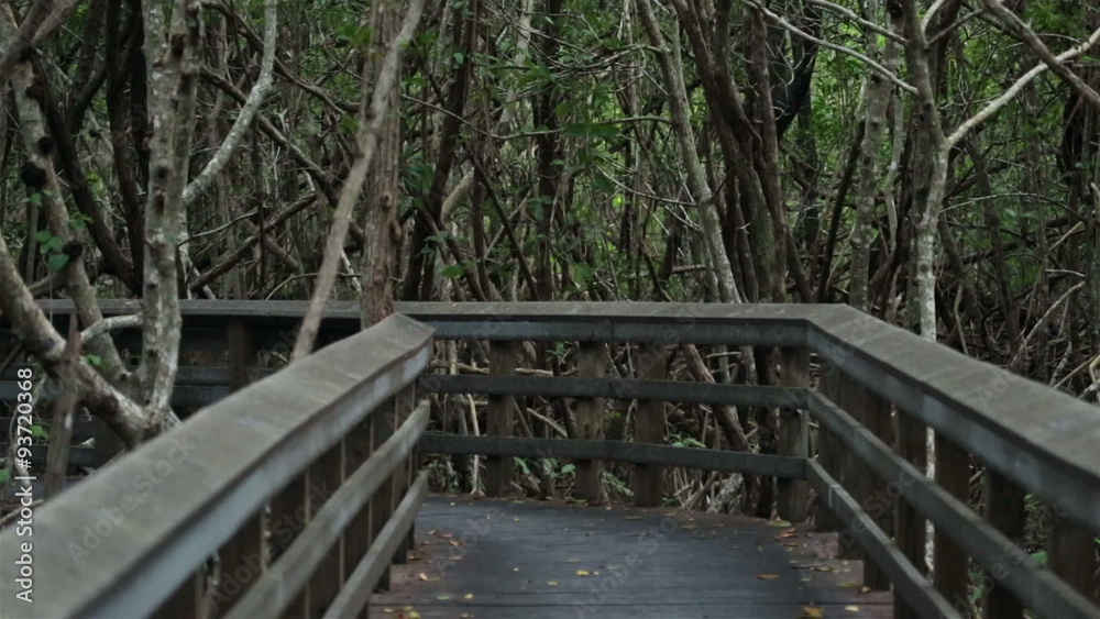 Everglades National Park Mangrove boardwalk HD 2247 Everglades National Park Mangrove boardwalk HD 2247